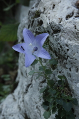 Campanula fragilis fragilis