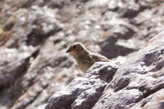 Rhopospina alaudina