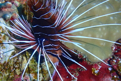 Pterois cincta