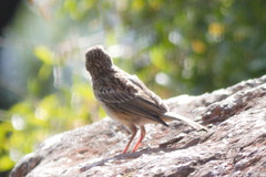 Rhopospina alaudina