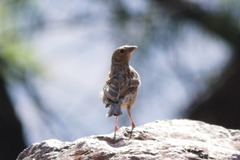 Rhopospina alaudina