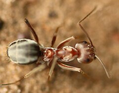 Anoplolepis custodiens