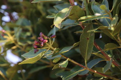 Syzygium × intermedium