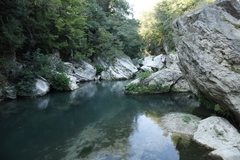 Campanula fragilis fragilis
