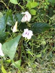 Centrosema pubescens