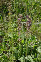 Salvia dumetorum