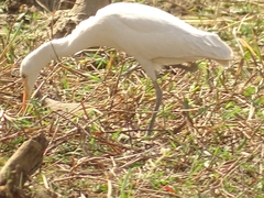 Bubulcus ibis