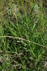 Onosma simplicissima