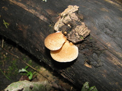 Crepidotus calolepis