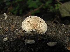 Crepidotus calolepis