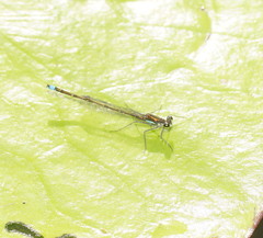 Austrocnemis splendida