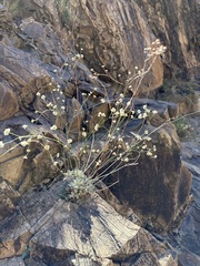 Eriogonum tenellum