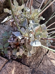 Eriogonum tenellum