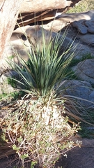 Nolina bigelovii
