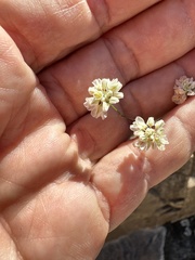 Eriogonum tenellum
