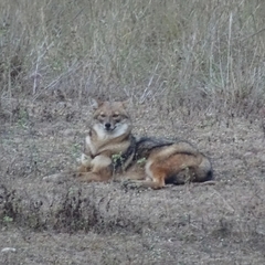 Canis aureus indicus