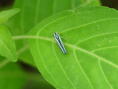 Poecilocarda cosmopolita