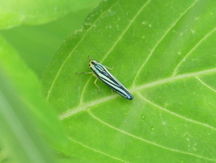 Poecilocarda cosmopolita
