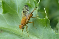 Xyphosia miliaria