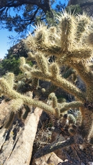 Cylindropuntia fulgida