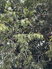 Ficus benjamina nuda