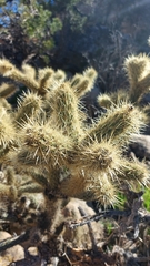 Cylindropuntia fulgida