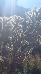 Cylindropuntia fulgida