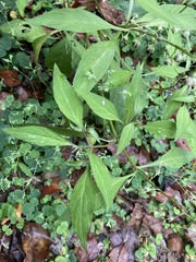 Lysimachia decurrens