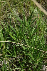 Onosma simplicissima