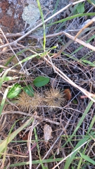 Cylindropuntia fulgida