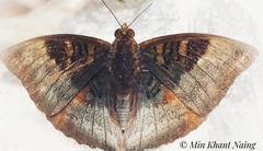 Euthalia monina