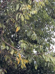 Ficus benjamina nuda