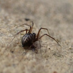 Bathyphantes pallidus