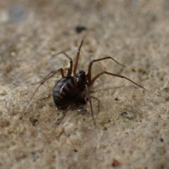 Bathyphantes pallidus