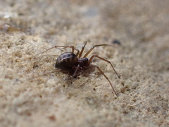 Bathyphantes pallidus