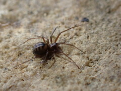 Bathyphantes pallidus