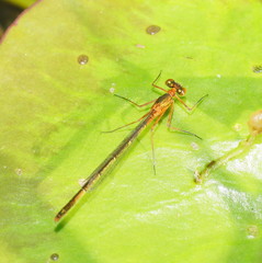 Austrocnemis splendida