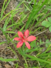 Freesia grandiflora image
