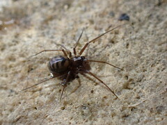 Bathyphantes pallidus