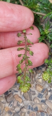 Lepidium bipinnatifidum