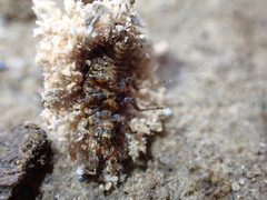 Leucochrysa