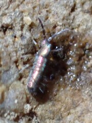 Lepidocyrtus