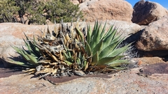 Agave deserti
