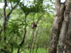 Gasteracantha sanguinolenta