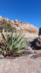 Agave deserti