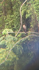 Caracara plancus plancus