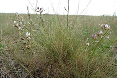 Astragalus tenuifolius