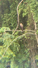 Caracara plancus plancus