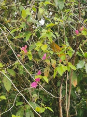 Bougainvillea