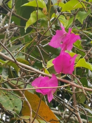 Bougainvillea